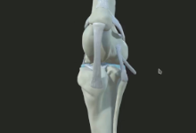 犬的膝关节虚拟标本