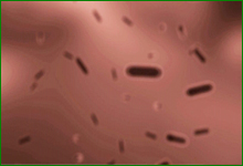 【动物微生物检验技术】细菌的繁殖方式